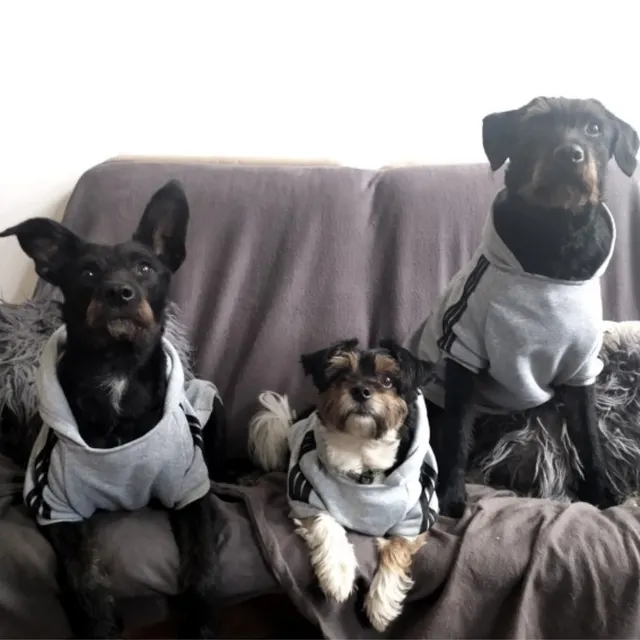 Adidog Dog Hoodie for Large Dogs 5