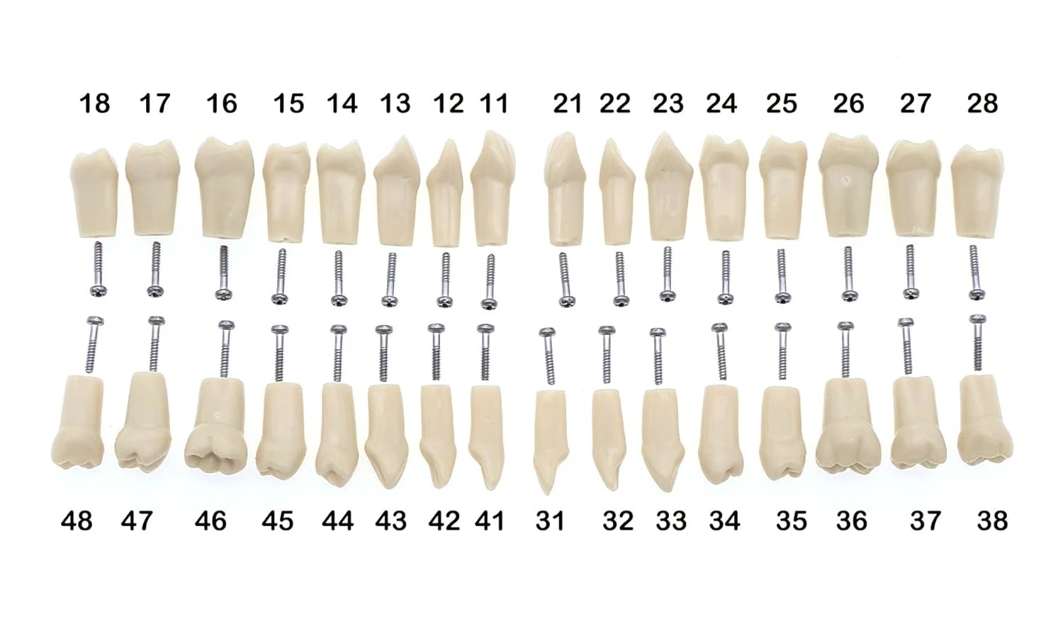 Dental Typodont Zähne Modell Abnehmbare Individuelle Einschraubbare Harz Prothese Praxis Zahn für Nissin Zahnarzt Lehr Zubehör – Detail 8