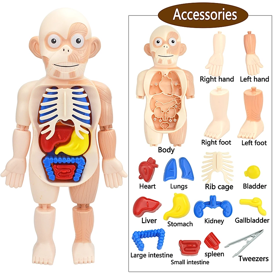 Kid Montessori 3d Puzzle Human Body Anatomy Model Educational Learning
