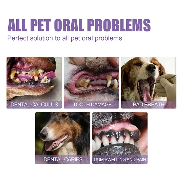 Pet Teeth Cleaning Tooth 5