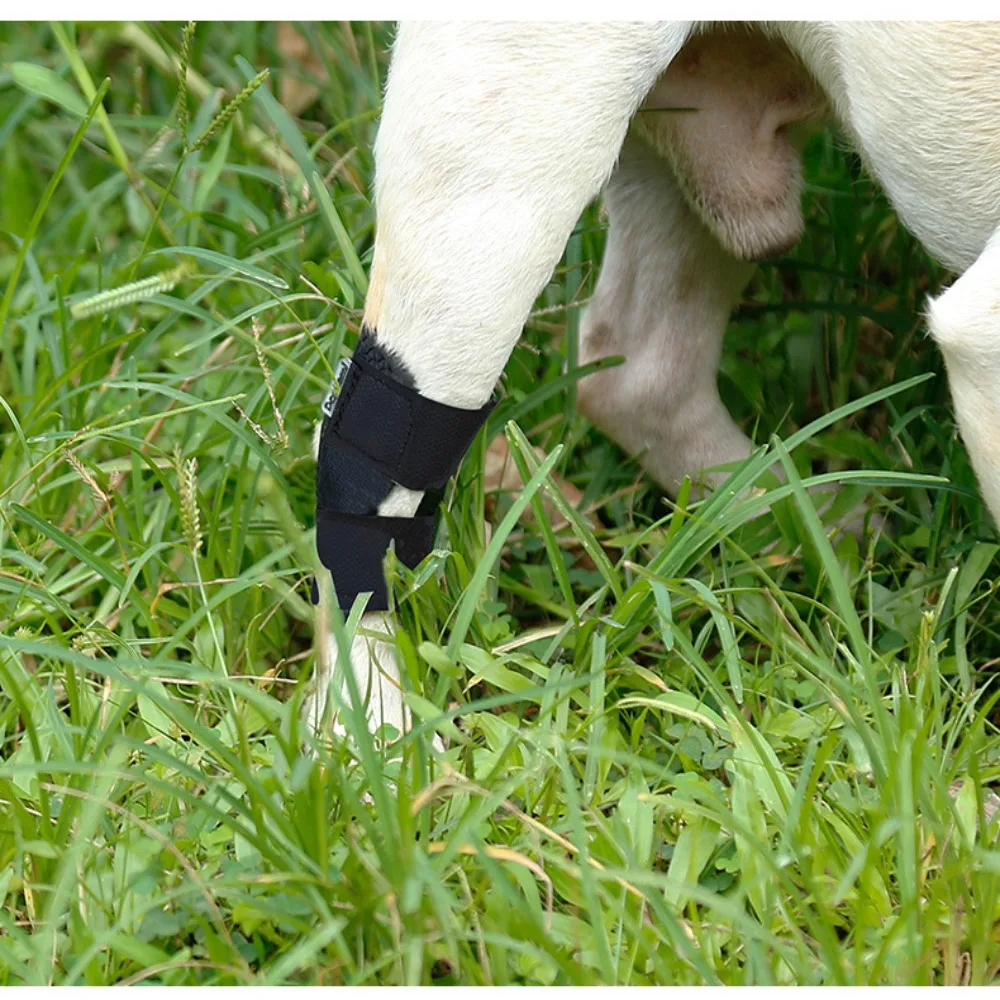 Title 4, Pet Knee Pads Dog Support Brace for Leg Hock Jo...