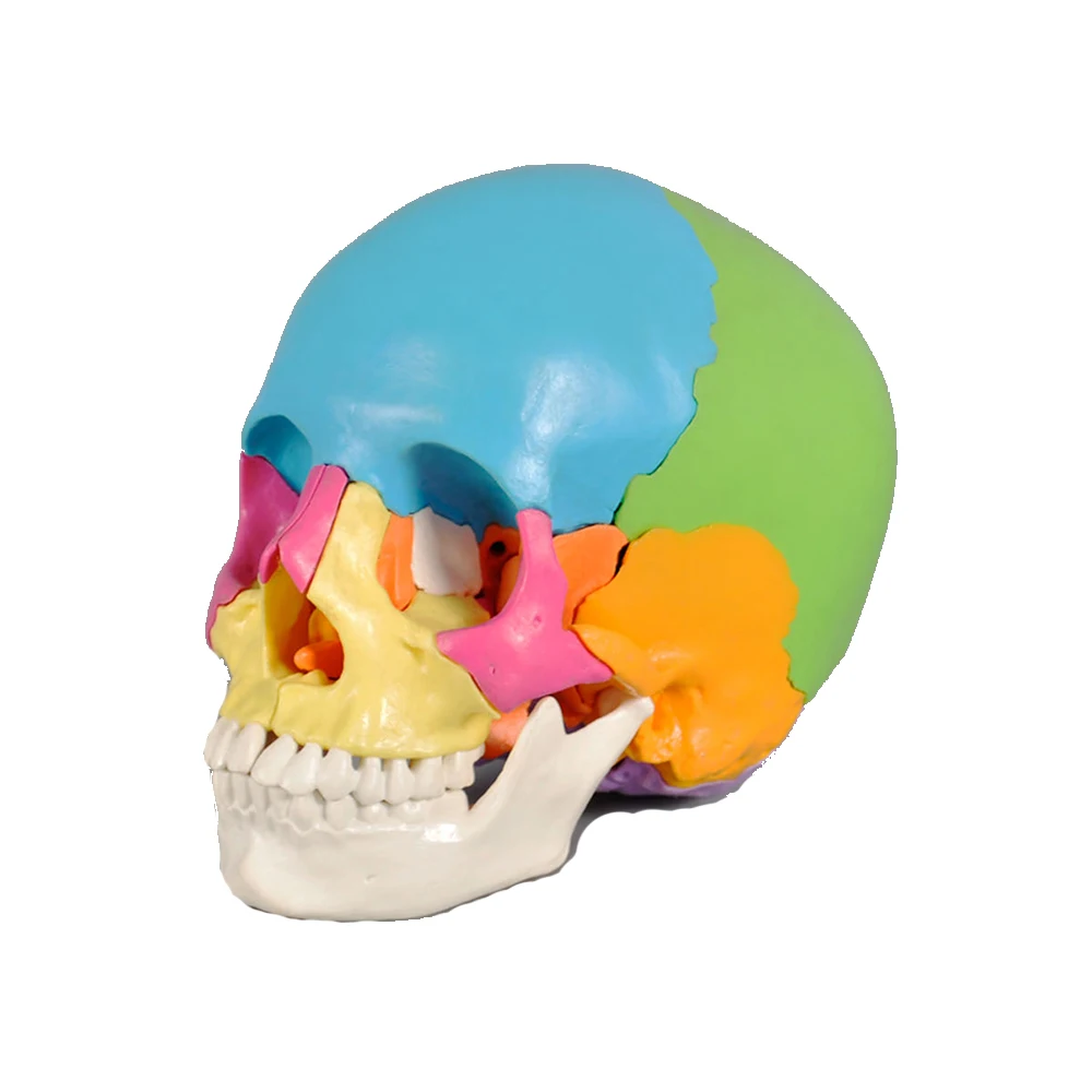 

Skull model Anatomical Human Skull Model Medical Skeleton Anatomy 1:1 1pc