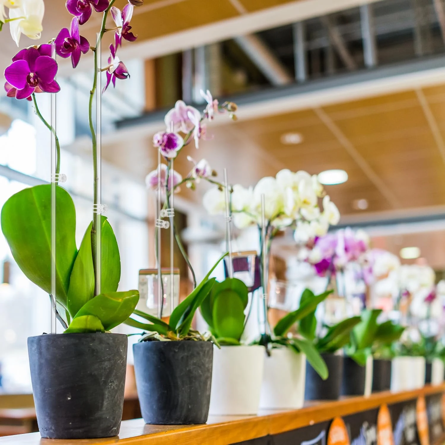 Description Picture 6 of item10/20Pcs Clear Orchid Stakes Sticks Acrylic Plant Stakes Potted Plant Support Stakes for Supporting Vines Grow Upright