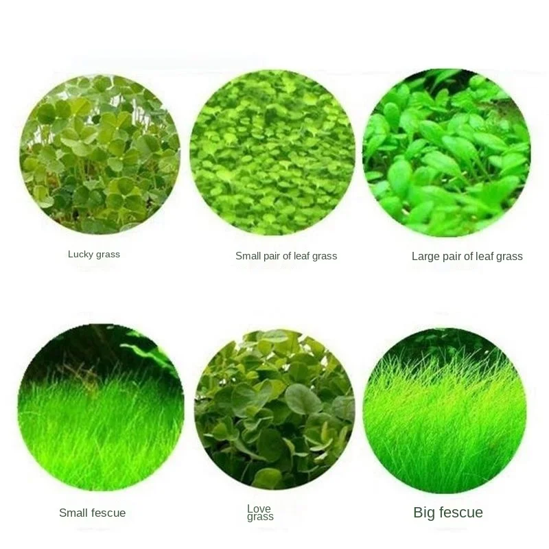 Fish Tank Plants Aquarium Grass Easy to Grow 2
