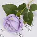 Light purple rose