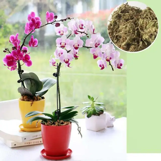 6L Sphagnum Moha Mohát Hidratáló Táplálkozás Organikus Műtrágya Védje Az Orchidea Zamatos Növényi Gyökereket Diy Virág Edény Otthoni Kert Használata - Image 2