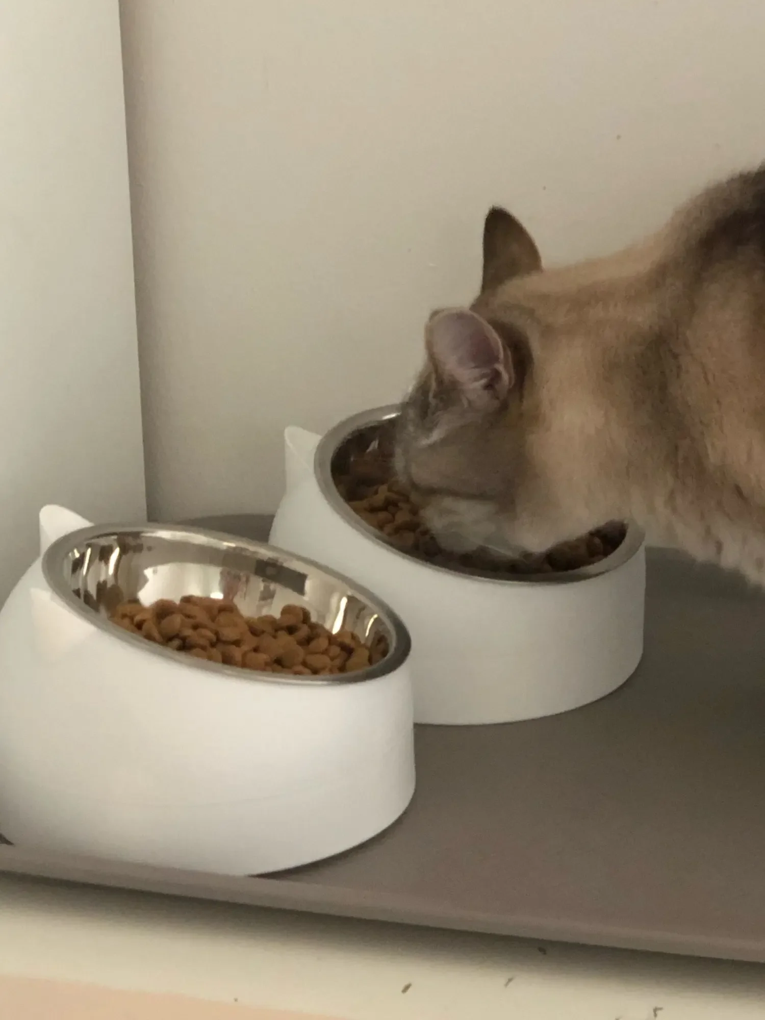 Title 15, Stainless Steel Cats Food Bowls Non-slip Crash ...