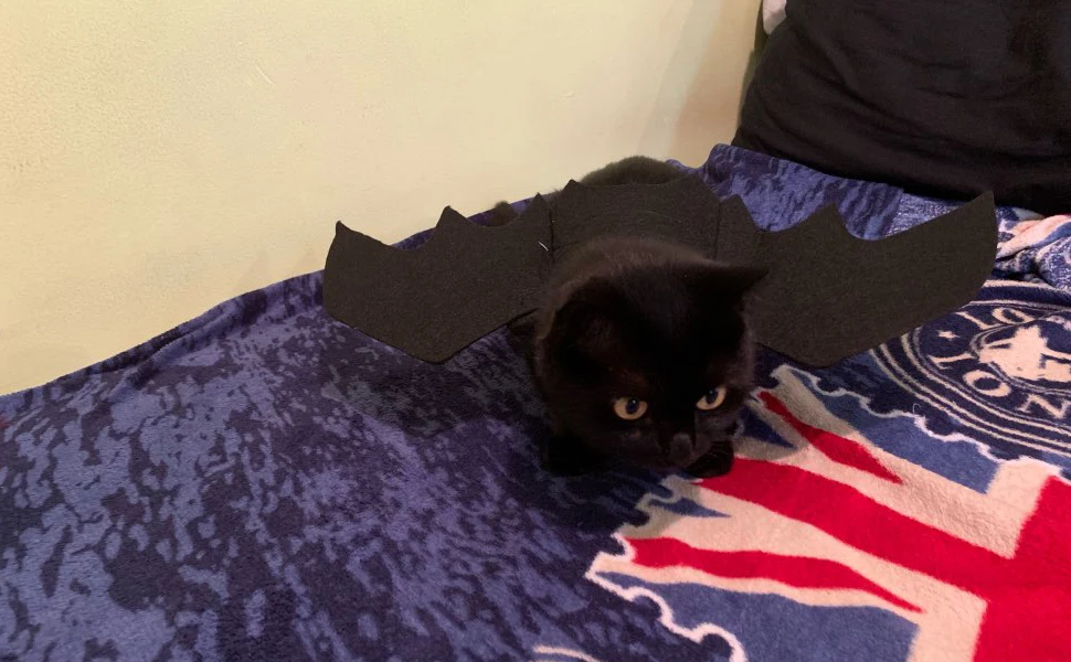 cat Halloween Costumes