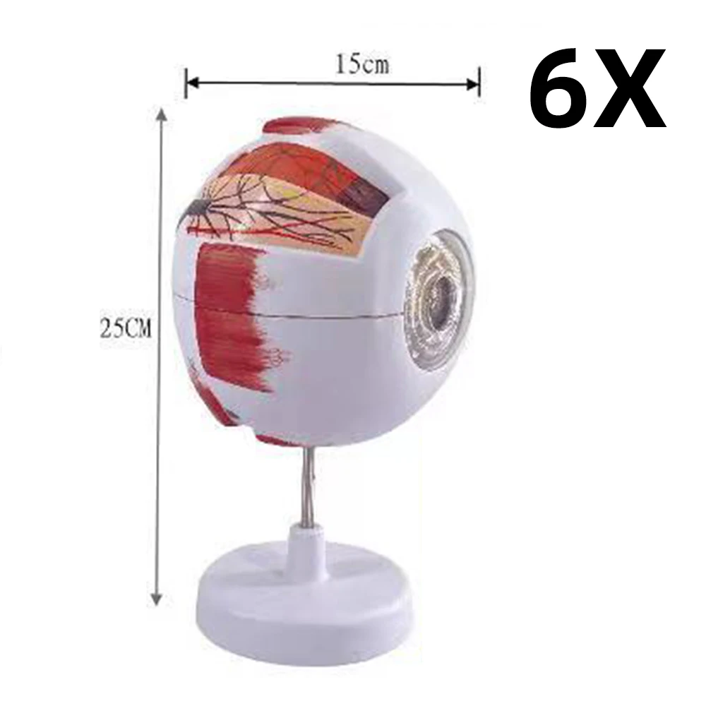 Human Organs Teaching Prop Eyeball Anatomy Model For Eye Diseases Study 6X 3X Human Eye Anatomy Model