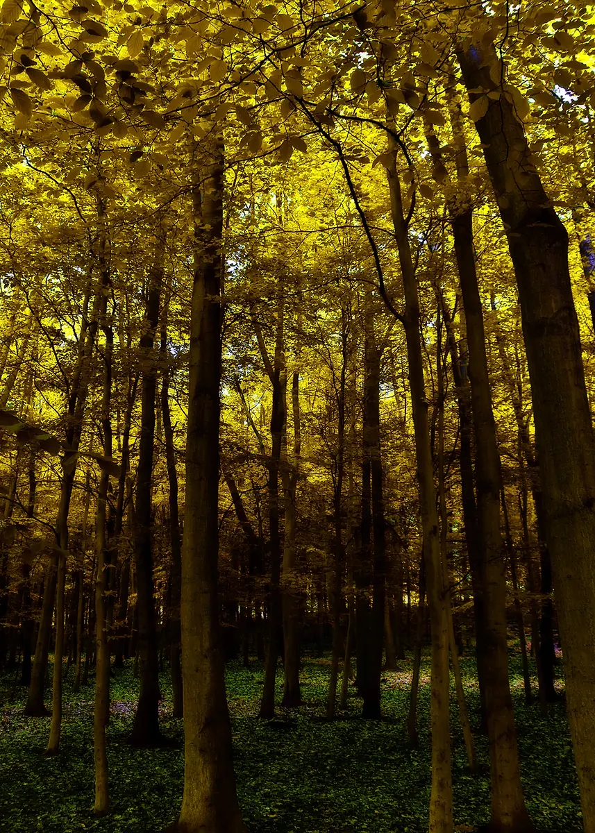 Sunlit Forest Canvas Wall Art - Green Tree Landscape Home Décor Print