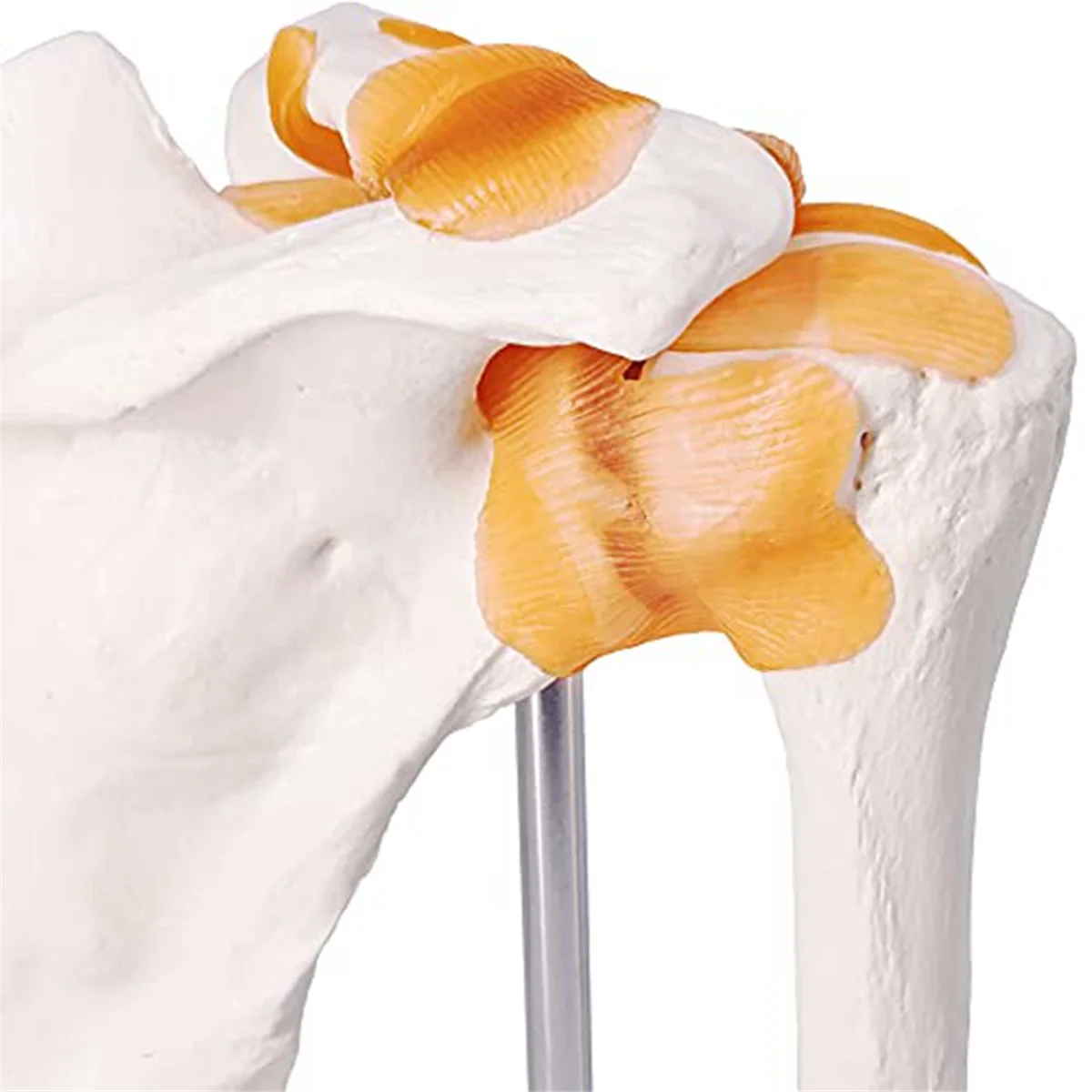 Anatomy Shoulder Joint Model Anatomy Skeleton, Human Shoulder Ligaments Anatomy for Doctor Office, Medicine