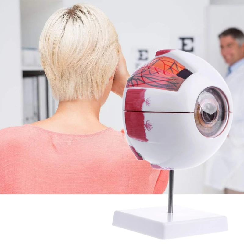 Human Organs Teaching Prop Eyeball Anatomy Model For Eye Diseases Study 6X 3X Human Eye Anatomy Model