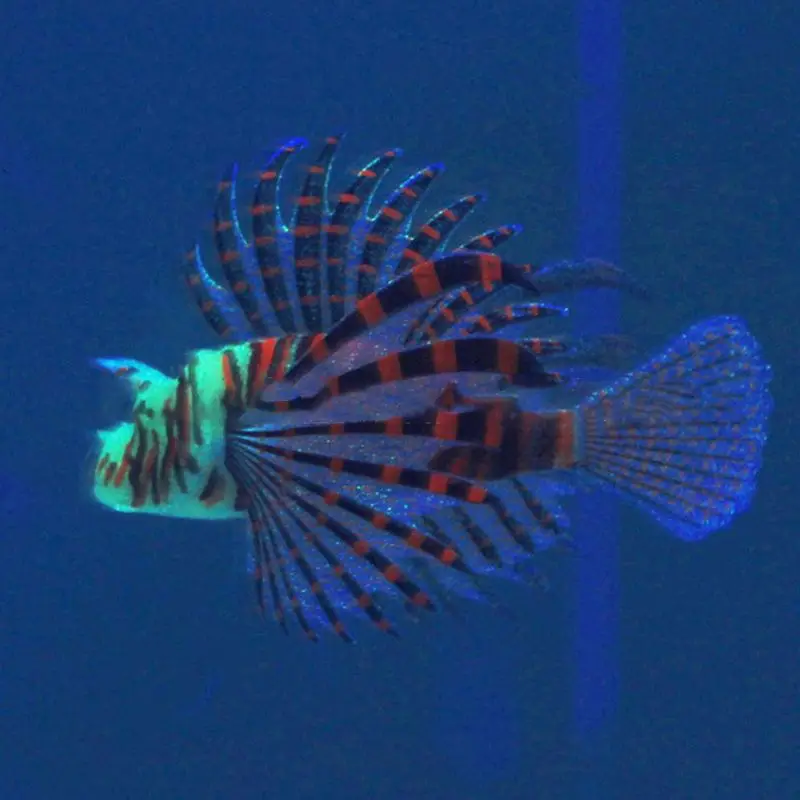 Aquarium Artificial Glowing Fish Ornaments Silicone Lionfish Floating Decorations for Fish Tank