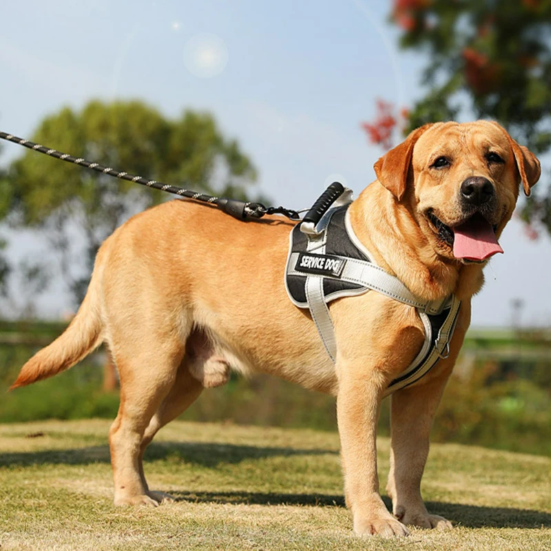 german shepherd harness