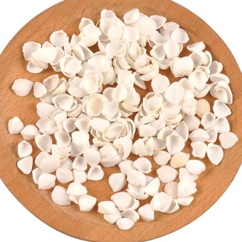Mini Natural Sector Shells 100pcs for Tank Aquarium Glass Bottle Beach Decor DIY Aquarium Embellishments Crafts Supplies natural shell ornaments