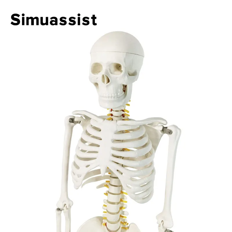 Human Skeleton Model 85CM White Bone Include Nerve Root Full Body Plastic Anatomical Medical Model Teaching Resource