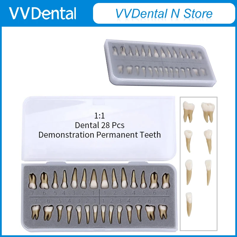 VV 치과 28피스 1:1 영구치 교육용 모형, 임플란트 교육용 모형, 치과 재료