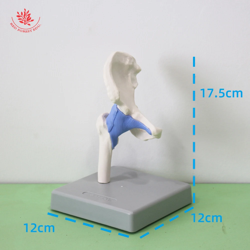 Human Joint Model Complete Set Of Elbow Knee Shoulder Hip Four Medical Science Include Ligament in Blue Color