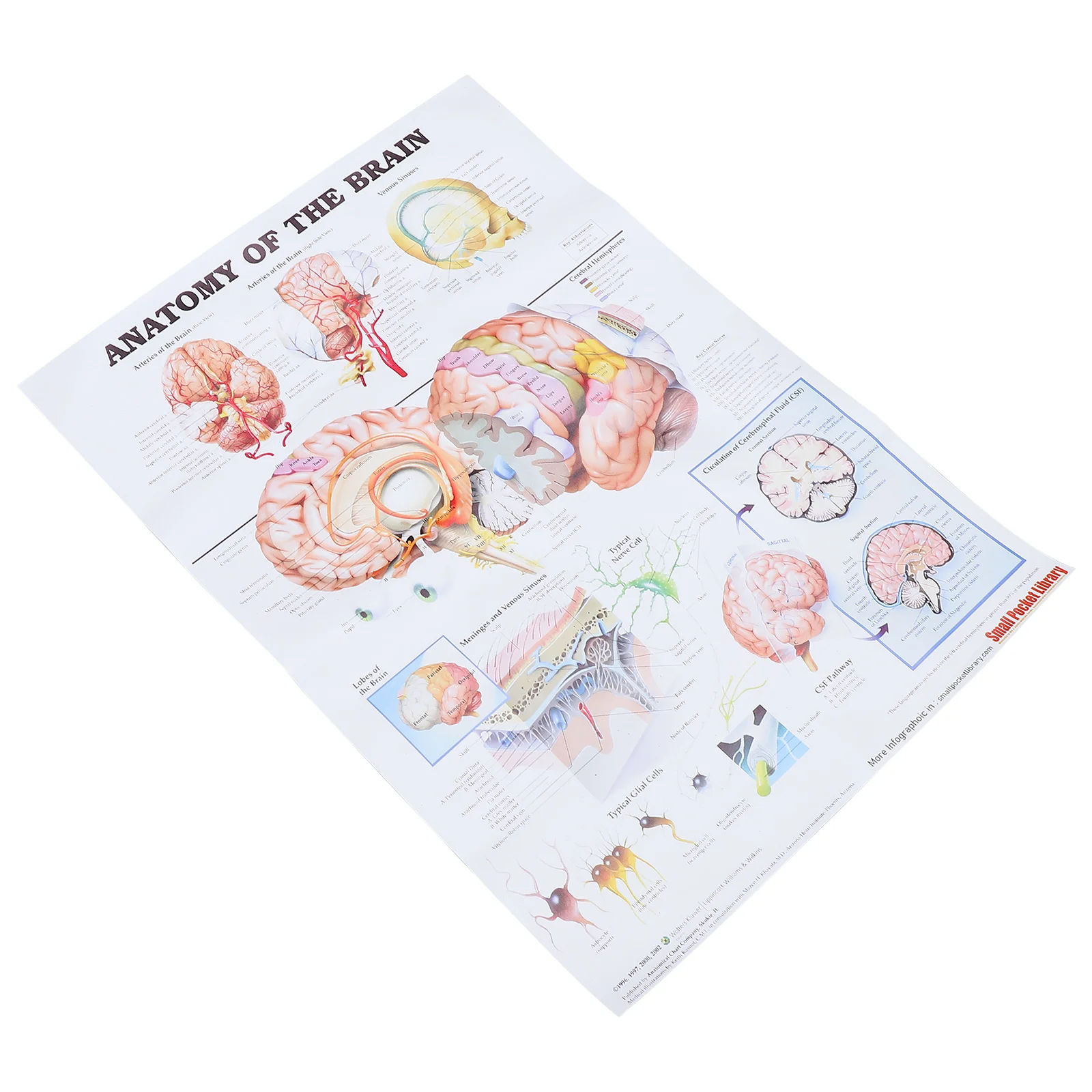 Anatomical Poster Brain Model Anatomy Anatomy Poster Brain Model Anatomy Anatomy Chart Wall Hanging Poster