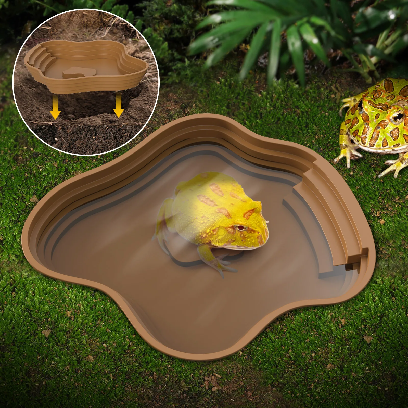 Turtle bathing basin, and frog bathing 1