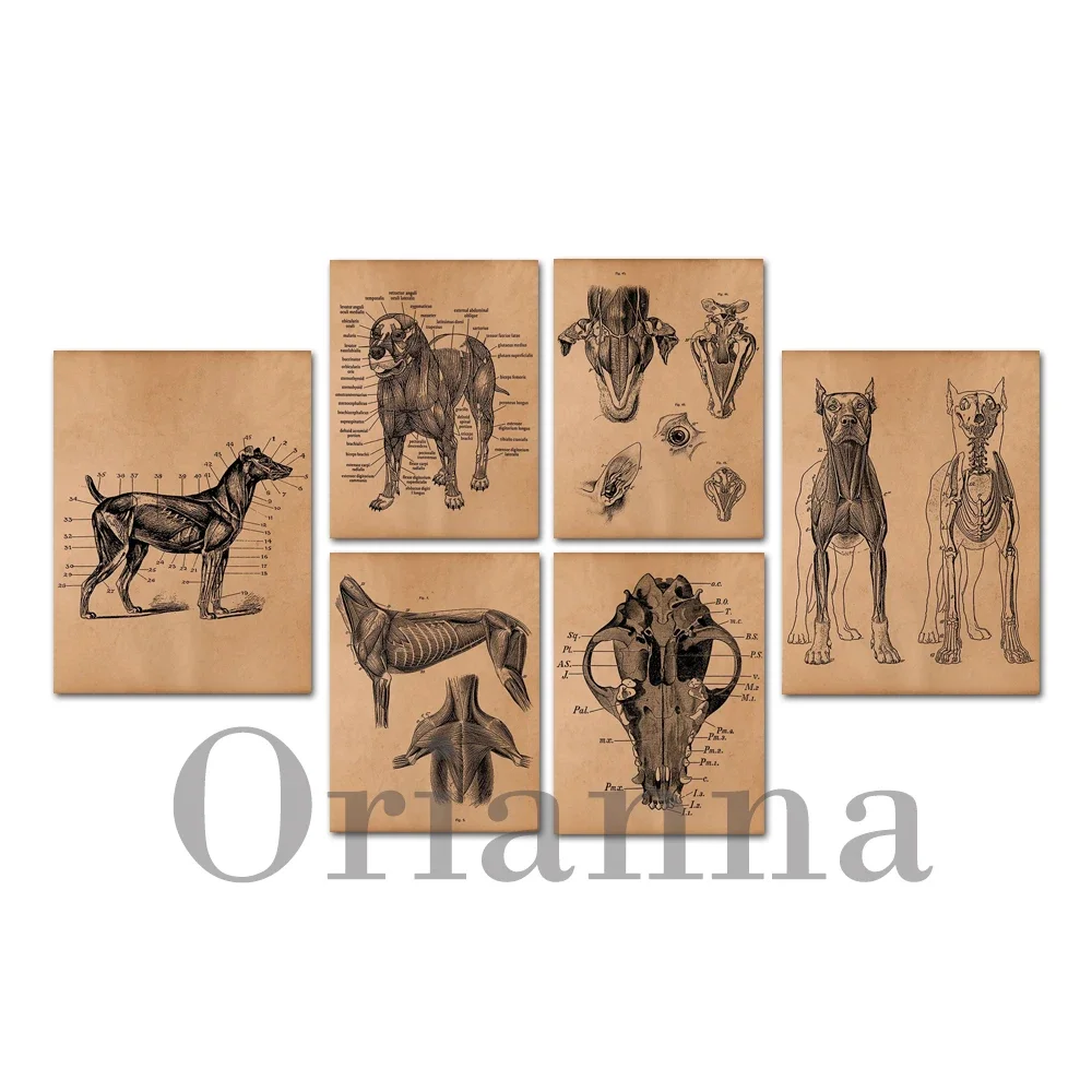 Vintage Dog Skeleton Wall Art 4