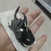 Insect Specimen of Real Beetle, Golden Turtle Insects, Beetle, Optional Spade, Teaching, Research, Photography Props 4