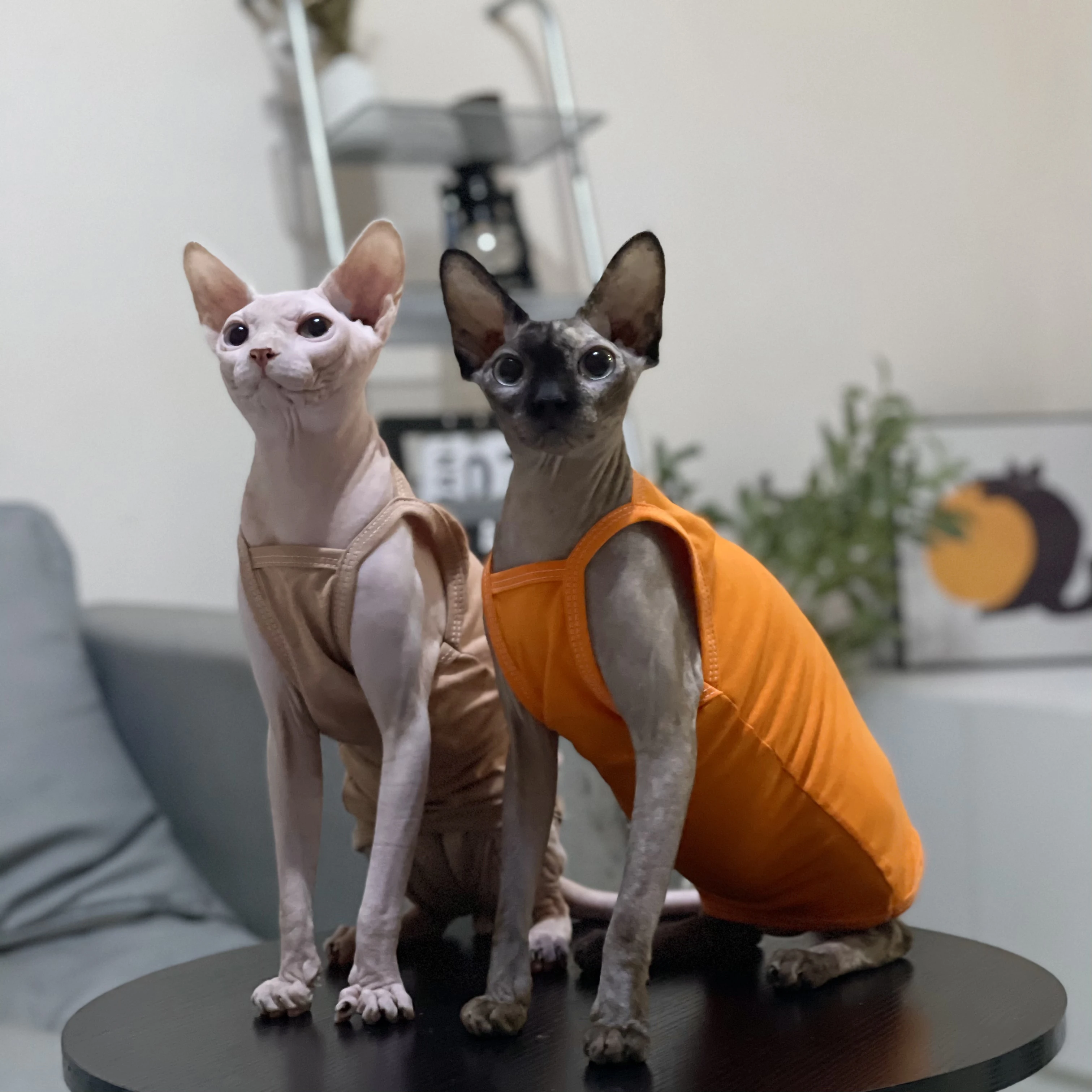 Multicolor Sphynx Pet Cat Clothes Cotton Kittens Outfits For