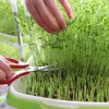 Germination Tray Seed Germination Tray Seedling Tray Wheatgrass Seed Planting Soilless Cultivation Planting Pot 3
