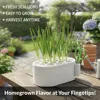 Hydroponic Pot for Scallions And Garlic