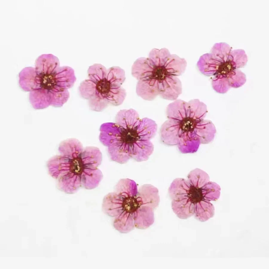 60pcs Mini Pressed Dried Absorbed Cherry Blossoms Flower Plant Herbarium For Epoxy Resin Jewelry Bookmark Postcard Nailart Craft