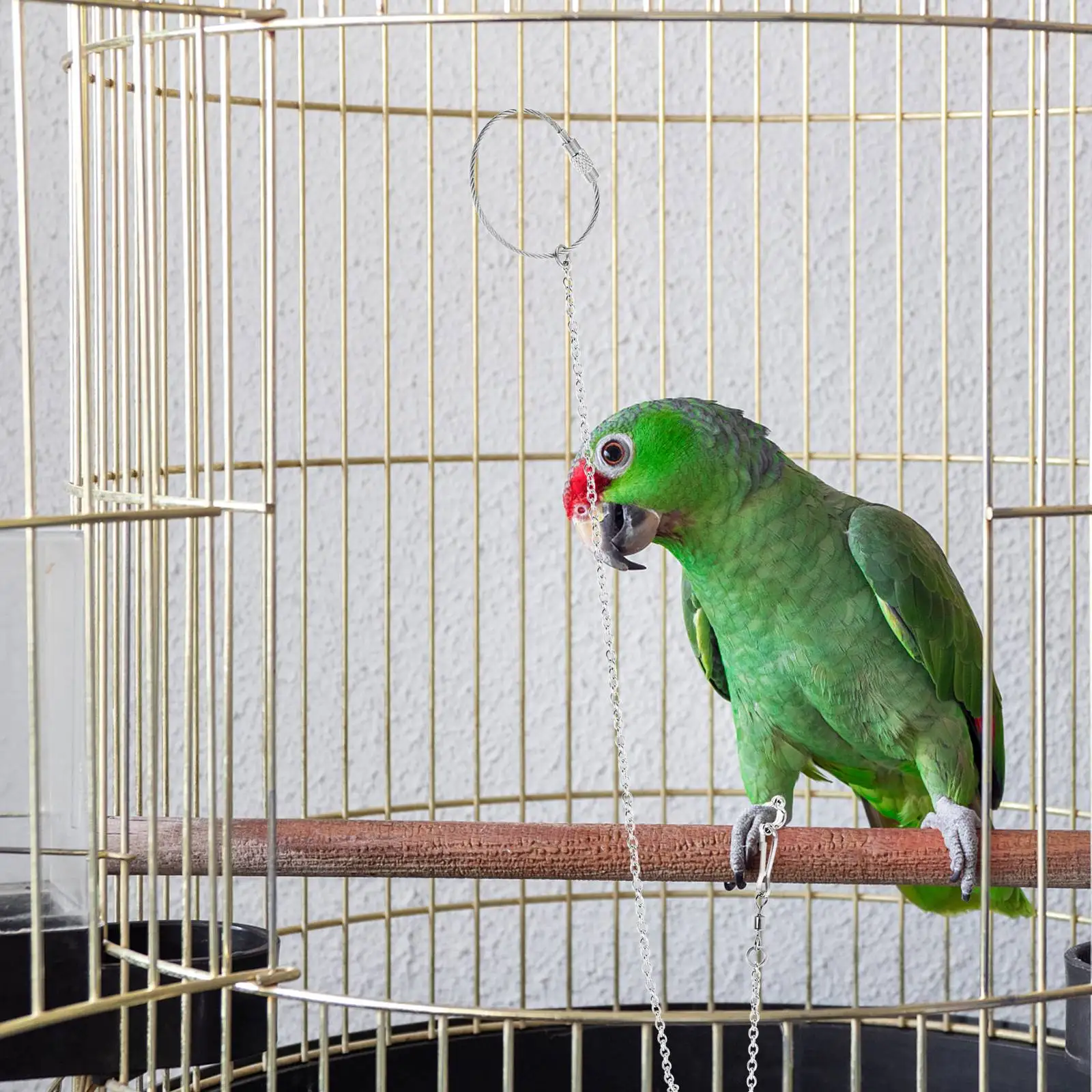 Stainless Steel Bird Chain Pet Chicken Harness Parrot Leash Cage Accessories for Parakeets Fly Train