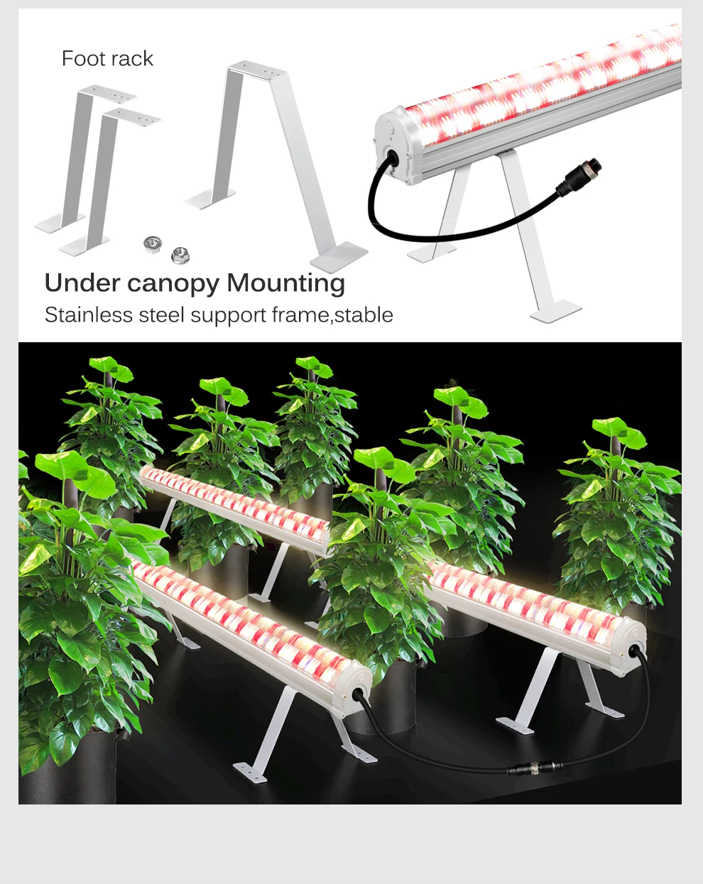 Unter dem Canopy LED-Pflanzenlicht 150W K 6500K IR 730nm UV 395nm LM281B mit hohem PPFD 420umol/sth/s Wachstumslampe für Gewächshauspflanzen – Detail 6