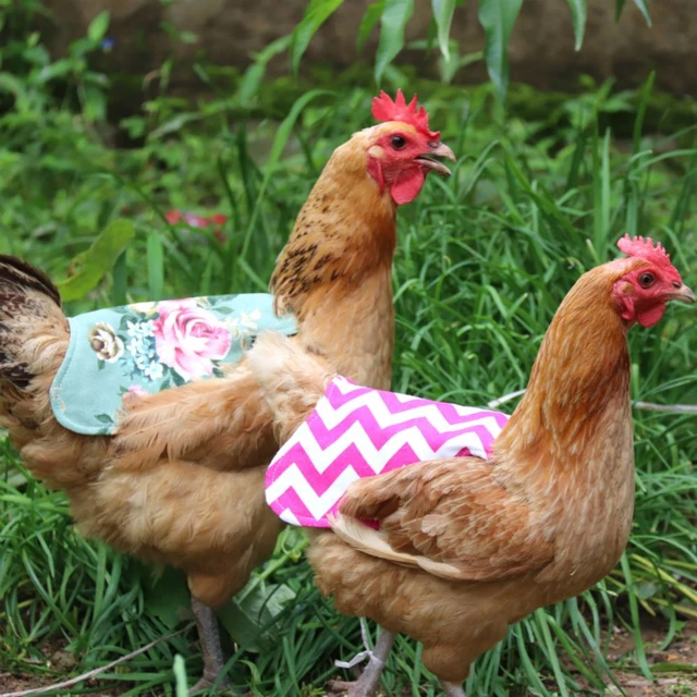 Accessori di protezione divertenti impermeabili protezione per piume giacca  posteriore grembiule protettivo per gallina sella di