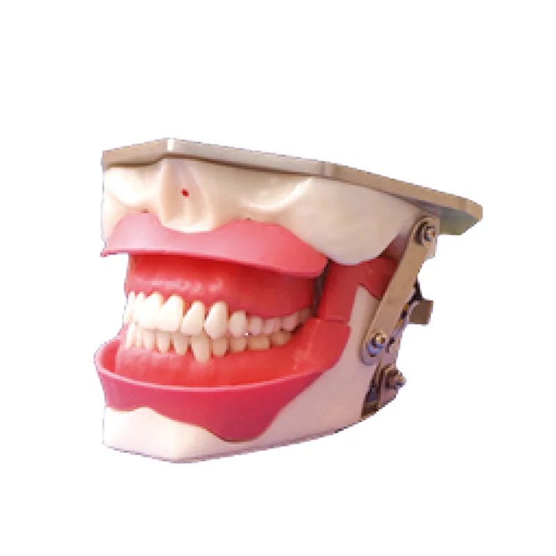 

High Quality Ane-sth-esia Extraction Den-tal Teeth Model for Medical Teaching school education