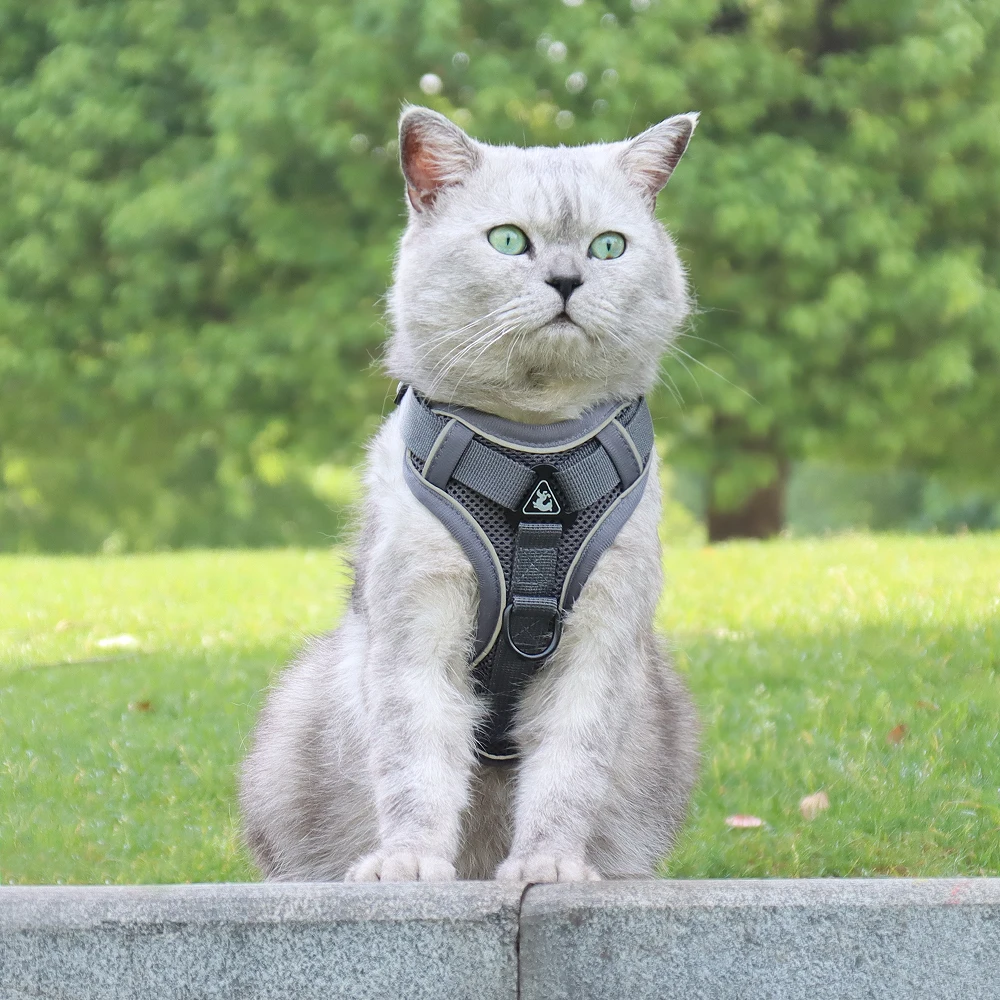 cat harness