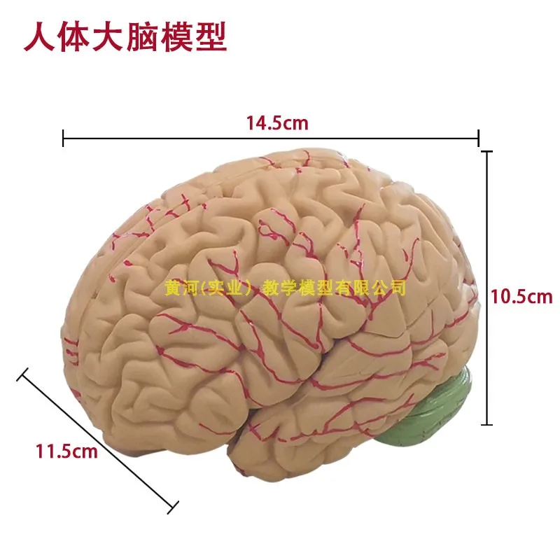 医療従事者の教育モデル射病学学的脳療法血管スカルベース人間の脳構造