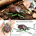 Flower beetle
