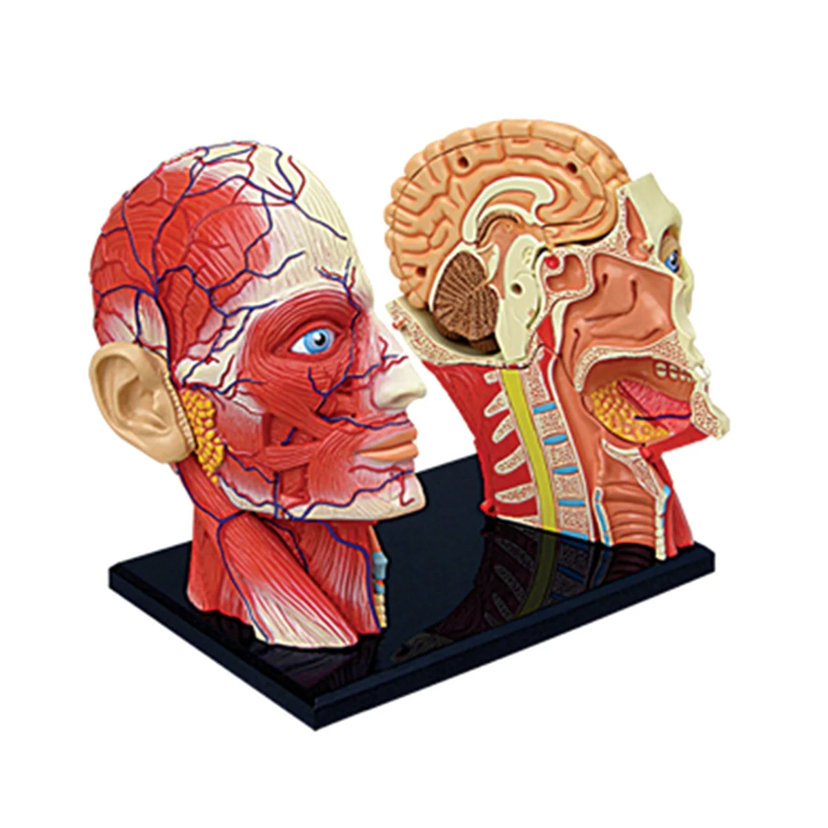 Modelo Médico do Corpo Humano do Tronco Educação Músculos da Cabeça Modelo de Órgãos Nervosos para Estudante Estudo de Ensino Montagem - Imagem 4