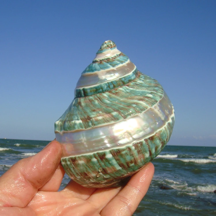 Conch Shell Starfish Striped Green Conch hermit Crab Fish Tank Landscape Home Ornament Birthday Gift natural shell ornaments resin starfish ornaments