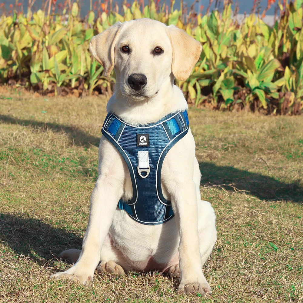 Dog Harness Image 9