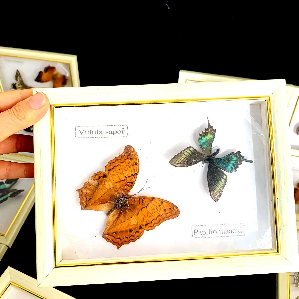 Real Natural Butterfly Specimen Education Teaching Home Decor Artwork Material Gift Ornament DIY Tabletop Decoration 5