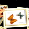 Real Natural Butterfly Specimen Education Teaching Home Decor Artwork Material Gift Ornament DIY Tabletop Decoration 5