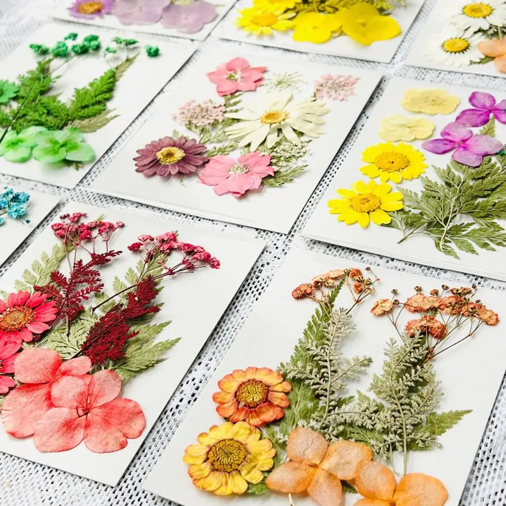 10Pcs Pressed Dried Flowers Flat Real Dried Blooms Dried Flowers Preserved Flower for DIY Crafts Scrapbooking Face Decoration