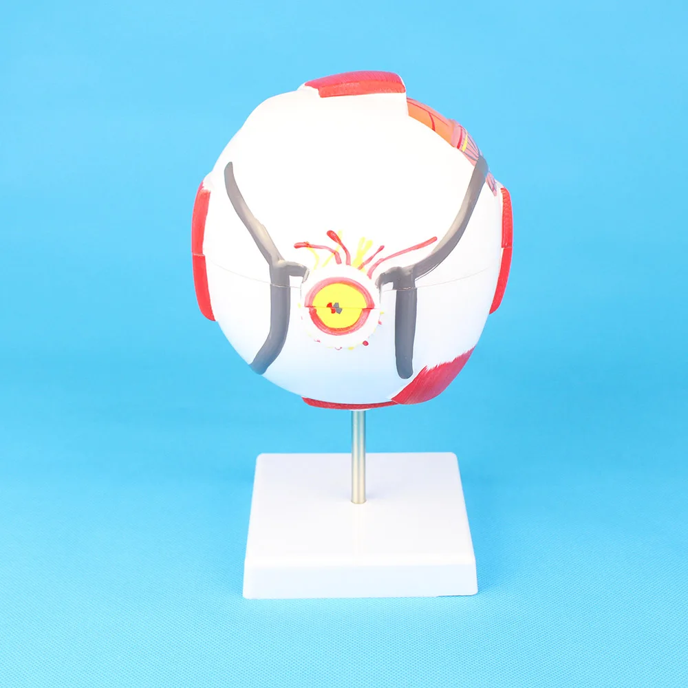 Anatomical Eye Model For Eye Special Teaching