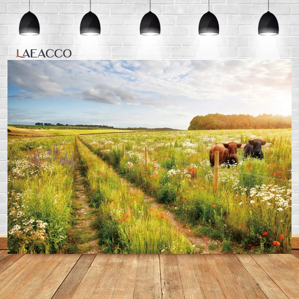 Laeacco ö    ,  , ʿ ߻ȭ, ܵ ,   ʻȭ 