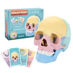 Human Anatomy Educational Toy Set - Interactive Learning Aid (BZS20065)