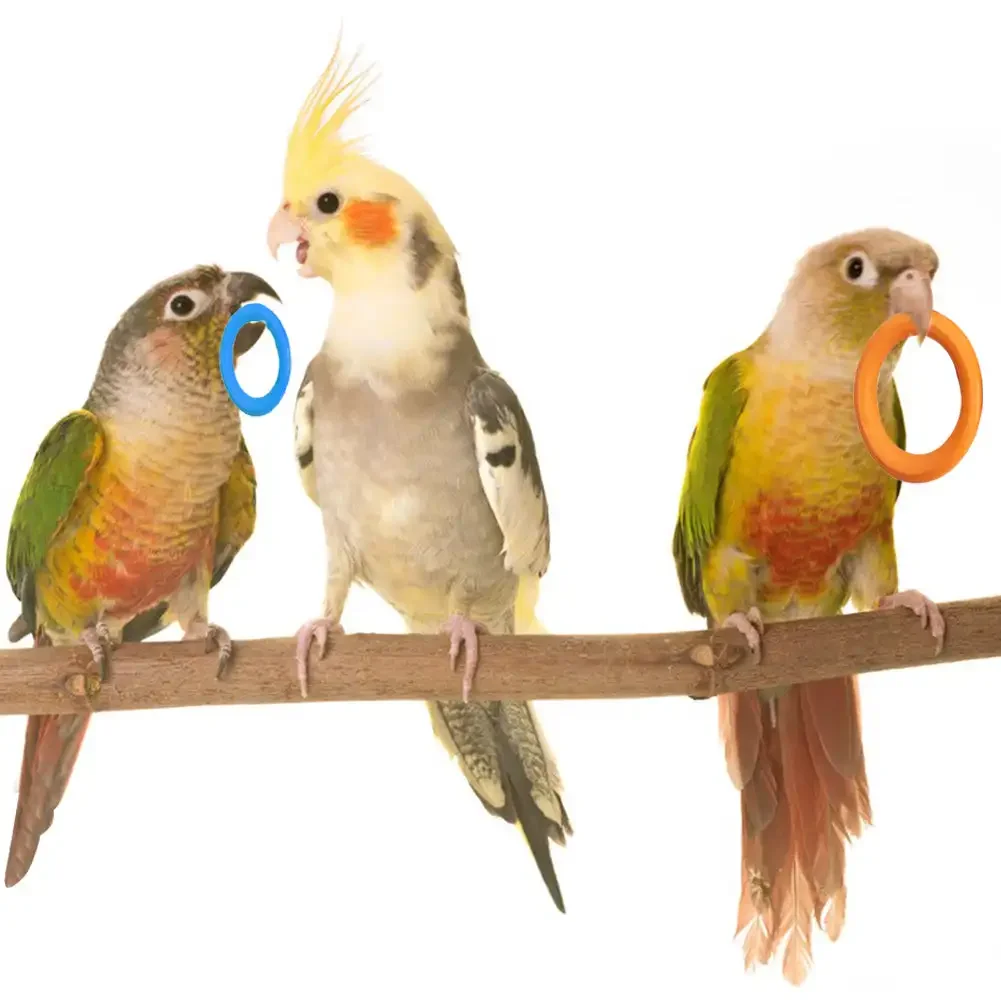 Pet Bird Parrot Intelligence Toys Natural Wooden Ring Parrot Training Toy Chew Bite Toys for Budgies Parakeet Bird Supplies 4