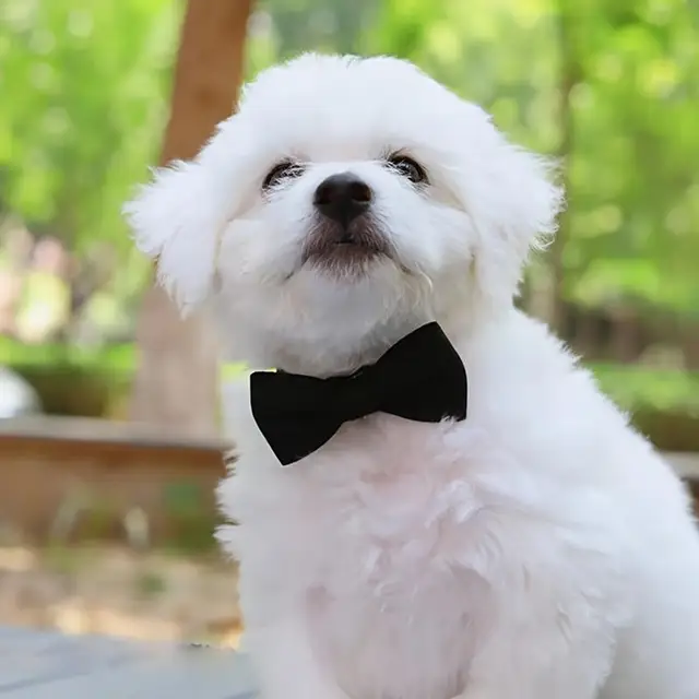 Bow Collar Solid Color Bowknot Puppy Chihuahua Adjustable Cats Accessories Safety Bell Tie Bow Buckle Pets with Collar New 2