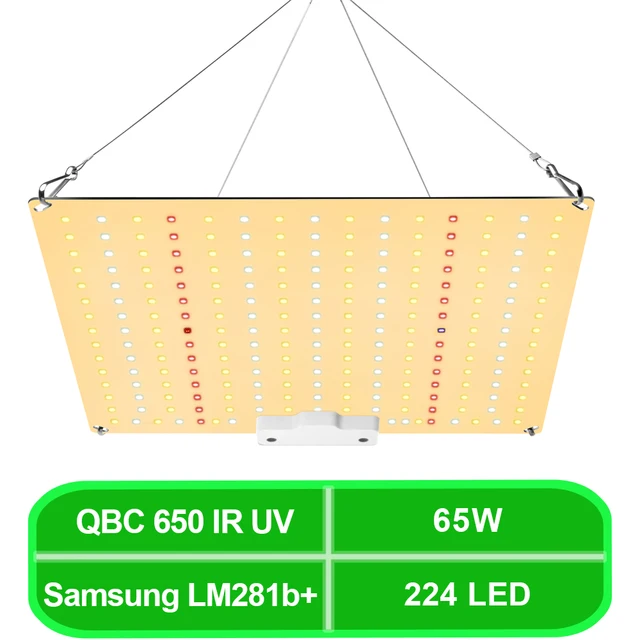 QBC 600