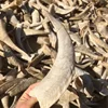 1PC Natural Goat Horn Hollow Original Corner DIY Craft Decoration Home Decoration Collection Statue Taxidermy 3